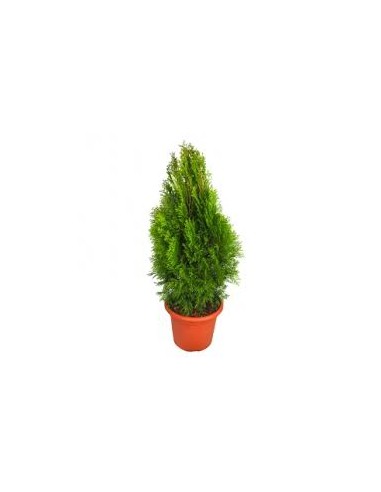 THUJA OCCIDENTALIS ESMERALDA M25