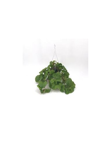 PLANTA DEL DINERO M13