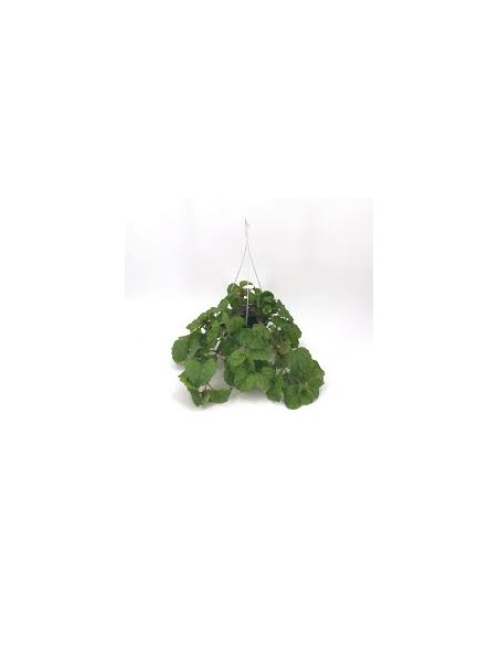PLANTA DEL DINERO M13