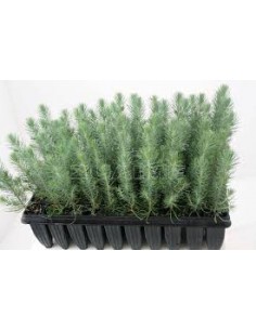 PINO PIÑONERO (BANDEJA FORESTAL 45 PLANTAS)