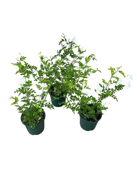 JAZMIN GRANDIFLORUM MACETA