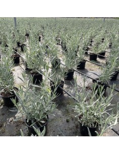 LAVANDA  MACETA