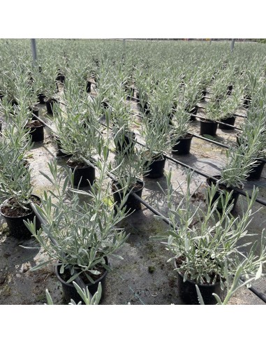 LAVANDA OFFICINALIS MACETA