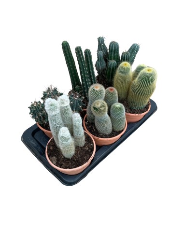 CACTUS MACETA