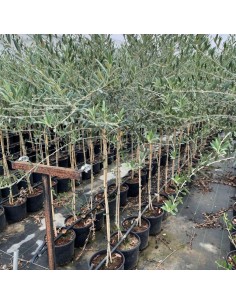 OLIVO MANZANILLA SEVILLANA MACETA