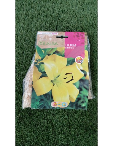 Bulbos Lilium Gironde ( 2 bulbos)