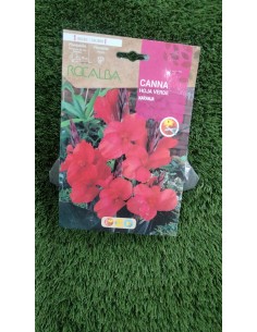 Bulbo Canna rosa hoja verde naranja (1 bulbo)