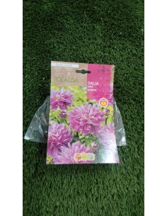Bulbo Dalia mini Bluesette (2 bulbo)
