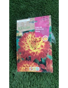 Bulbo Dalia decorativa Procyon (1 bulbo)