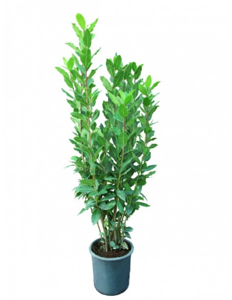 LAUREL C2O
