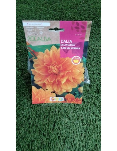 Bulbos Dalia Glorie Van Noordwijk (1 bulbo)