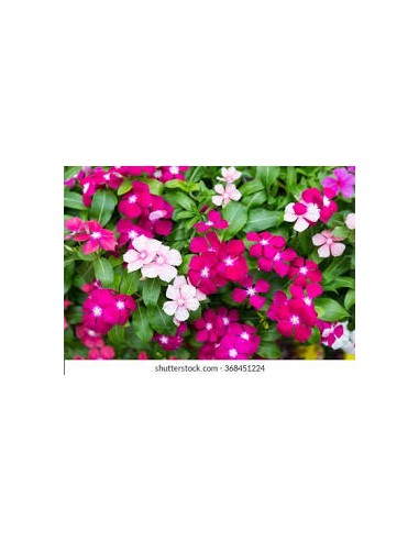 VINCA M13