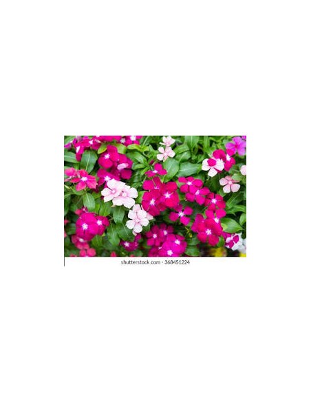 VINCA M13