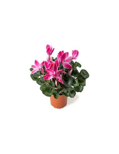 CYCLAMEN M12