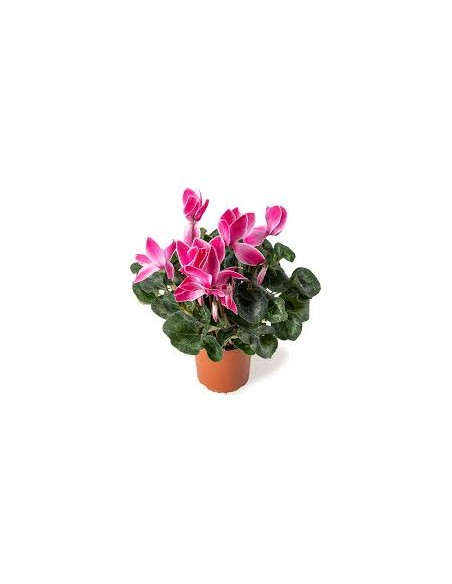 CYCLAMEN M12