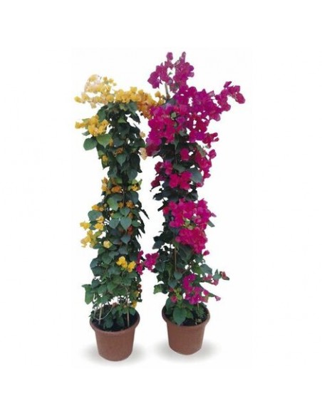 BOUGANVILLA CAÑA M17
