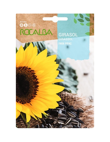 Semillas Girasol para Pipas 10g