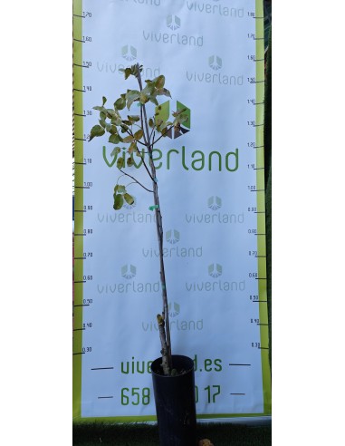 PISTACHO SIRORA TEREBINTHUS 80CM MACETA