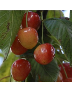 CEREZO NAPOLEÓN MACETA 2