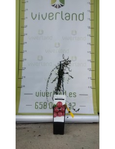 ARANDANO ROJO MACETA