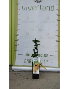 Grosella Amarilla Maceta