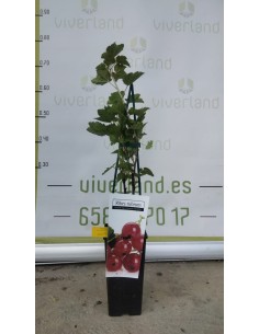 Grosella Roja Maceta