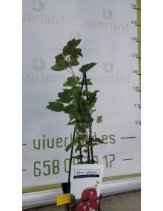 Grosella Roja Maceta 2