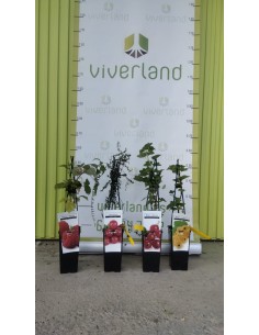 PACK FRUTOS ROJOS MACETA