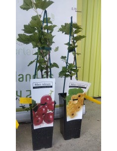 PACK FRUTOS ROJOS MACETA 2