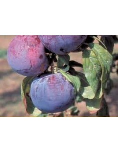 CIRUELO NEGRO MACETA 2