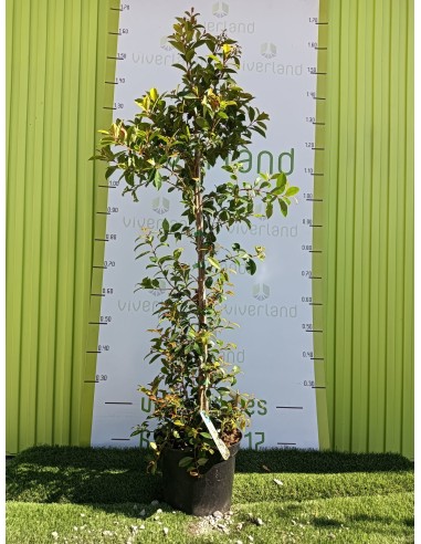 Eugenia Myrtifolia