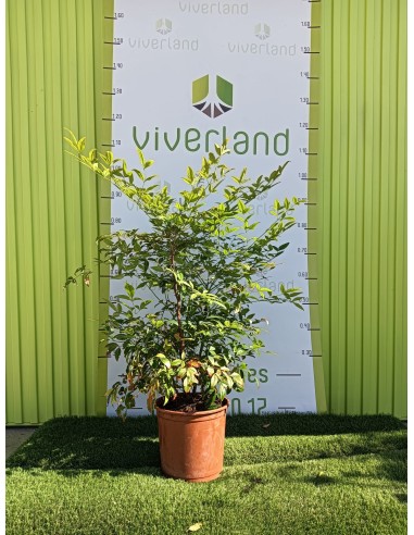 Nandina, maceta 10L