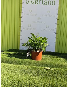 Gardenia Maceta 3L