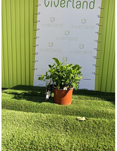 Gardenia Maceta 3L
