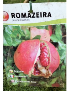 GRANADO COMÚN MACETA 2