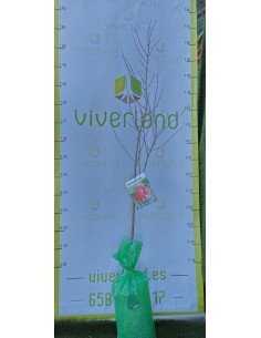 GRANADO COMÚN MACETA