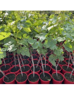 UVA NEGRA SIN PEPITA MACETA