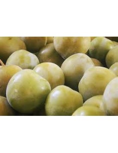 CIRUELO CLAUDIA (BRUÑO) MACETA 2