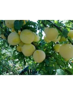 CIRUELO GOLDEN MACETA 2