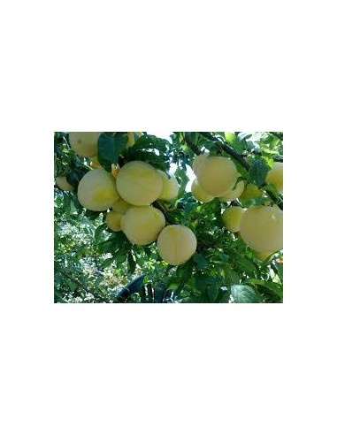 CIRUELO GOLDEN MACETA