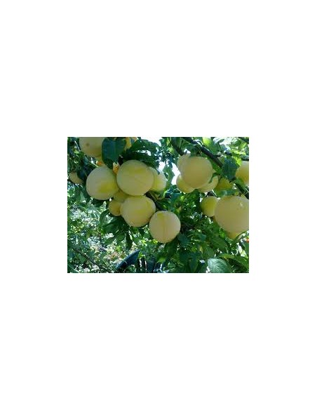 CIRUELO GOLDEN MACETA