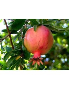 GRANADO MOLLAR DE ELCHE (SIN PEPITA) MACETA 2