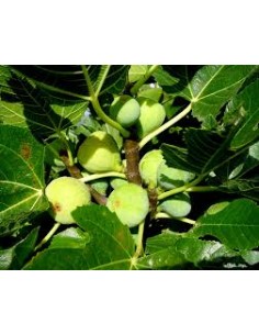 HIGUERA BLANCA MACETA 2