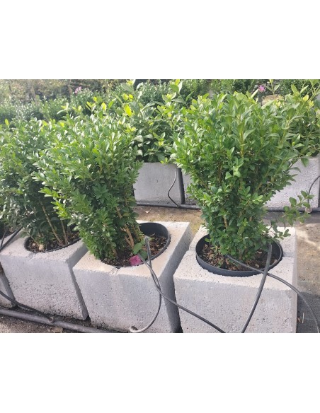 Buxus Sempervirens