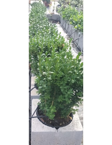 Buxus Sempervirens