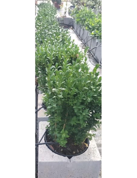 Buxus Sempervirens