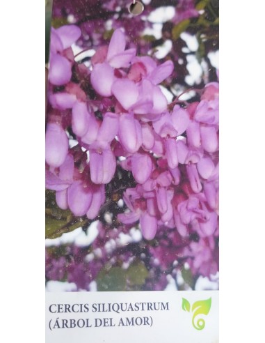 Árbol de amor (Cercis siliquastrum)