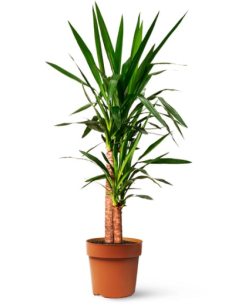 Palmera Yucca Elephantipes en maceta de 20 cm