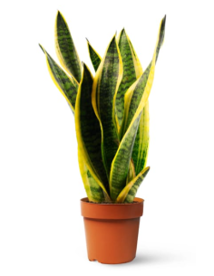 Sansevieria en maceta de 17 cm