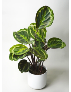 Calathea M19